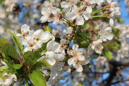 cherry blossom treeの写真素材