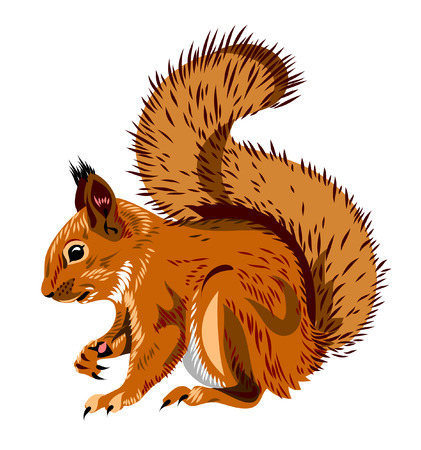 squirrelのイラスト素材