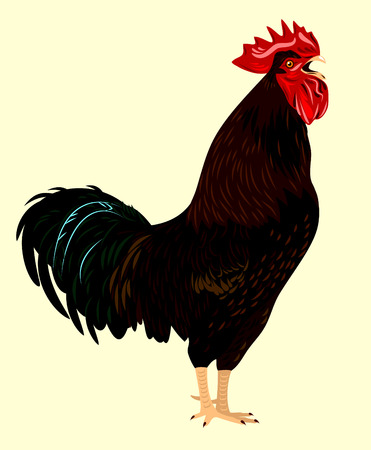 Screaming black roosterのイラスト素材