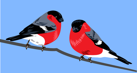 bullfinches on branchのイラスト素材