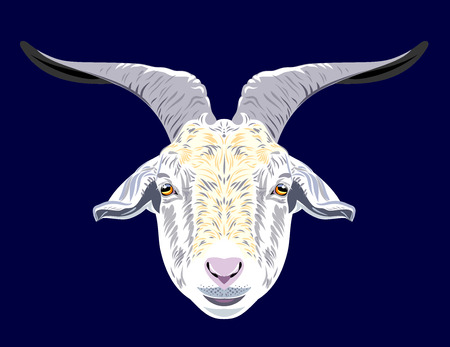 Portrait of a horned domestic goat vector illustrationのイラスト素材