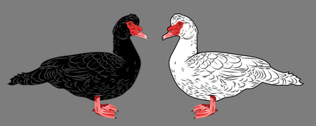 drake homeのイラスト素材