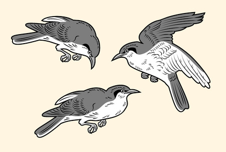 A set of images of birdsのイラスト素材