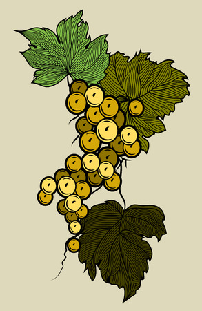 Bunch of grapes hanging on the vine. Vintage Engraving.のイラスト素材