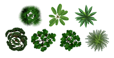 Set of crown of various trees with lush foliage.のイラスト素材