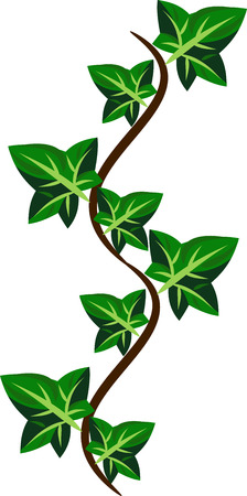 Sprig, a sprout of green ivyのイラスト素材