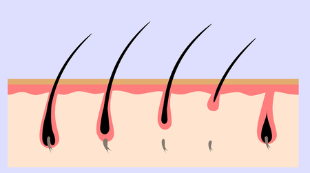 human skin structureのイラスト素材