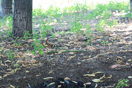 A motley beautiful bird Hoopoe walks on the ground in the forestの写真素材