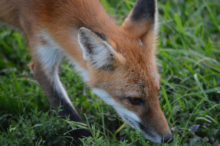 Fox Angle
