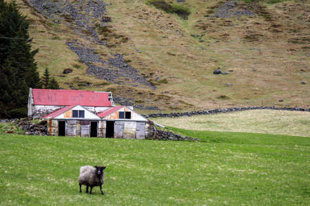 Pasture with sheeps and an old shedの写真素材