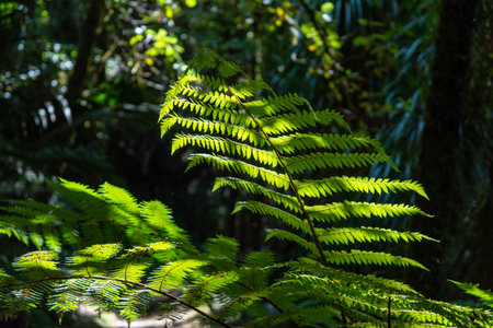 Tour on untouched Whanganui river and through surrounding jungle, North Island of New Zealand