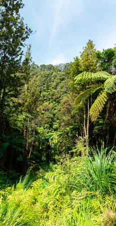 Tour on untouched Whanganui river and through surrounding jungle, North Island of New Zealand