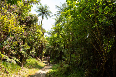 Tour on untouched Whanganui river and through surrounding jungle, North Island of New Zealand