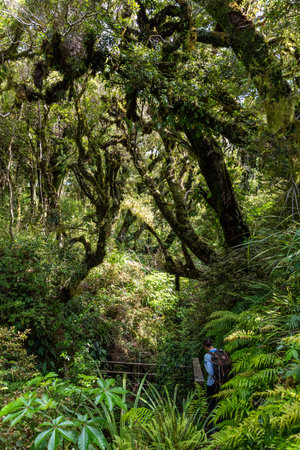 Rainforest near Mt. Taranaki in Egmont National Park, North Island of New Zealand