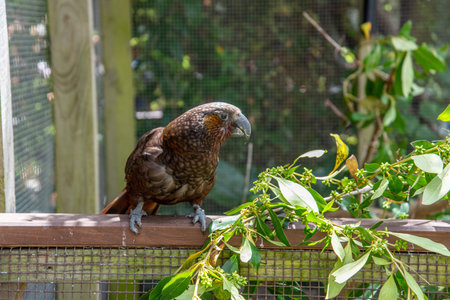 Famous Kea parrot in a birds preserve on North Island of New Zealand