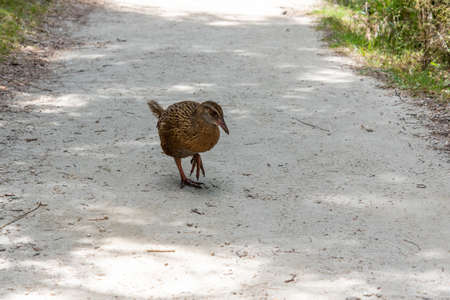 A curious Weka bird in the famous Abel Tasman National Park, New Zealandの写真素材