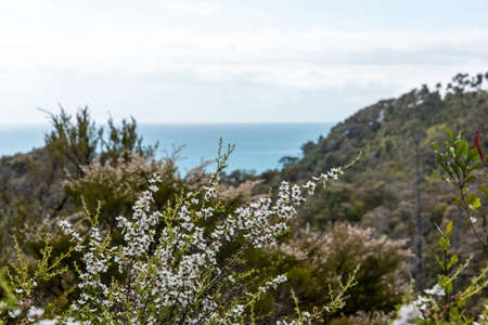 View of a bay in Abel Tasman National Park, New Zealandの写真素材