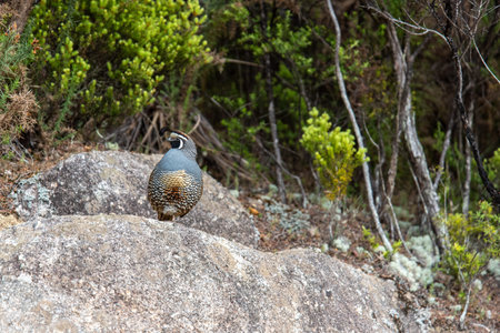 Male California Quail bird posing at a rock in Abel Tasman National Park, New Zealand