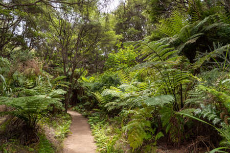 Abel Tasman Coast Track leading through tropic jungle, New Zealandの写真素材