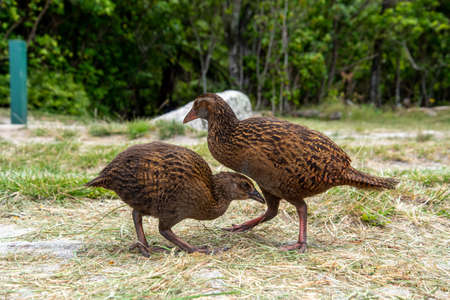 Nosy Weka birds demanding food from hikers at Abel Tasman Coast Track, New Zealandの写真素材