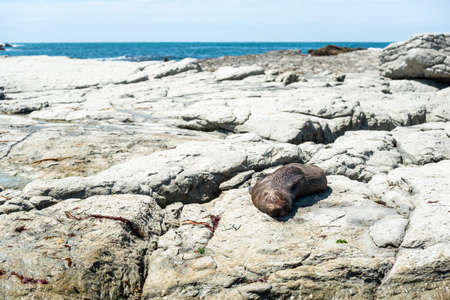 Sea lions laying lazy around at the rocky coast of Kaikoura, South Island of New Zealandの写真素材