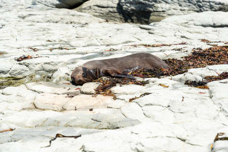 Sea lions laying lazy around at the rocky coast of Kaikoura, South Island of New Zealandの写真素材