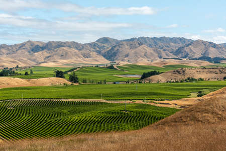 Famous vineyards of Marlborough Sounds, South Island of New Zealandの写真素材