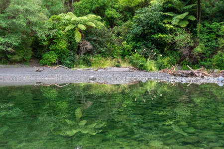 Rain forest reflection at Tauherenikau river, North Island of New Zealandの写真素材
