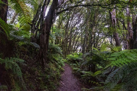 Hiking the Ngamoko track in Waikaremoana, North Island of New Zealandの写真素材