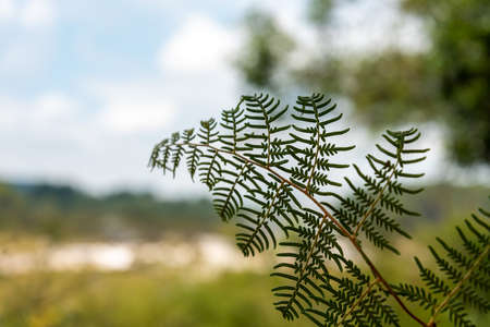 A fern leaf, Waiotapu Thermal Wonderland blurry in the background, Rotorua, New Zealandの写真素材