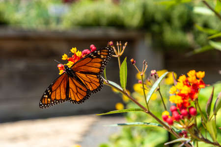 Colorful flowers and butterfly at the botanic garden of Auckland in New Zealandの写真素材