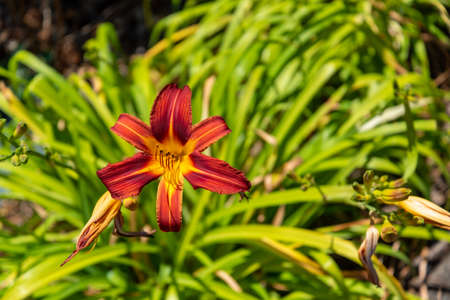 Colorful flowers at the botanic garden of Auckland in New Zealandの写真素材