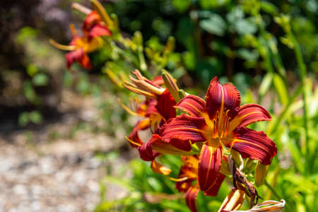 Colorful flowers at the botanic garden of Auckland in New Zealandの写真素材