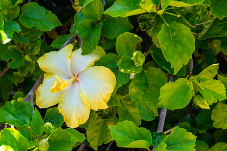 Colorful flowers at the botanic garden of Auckland in New Zealandの写真素材