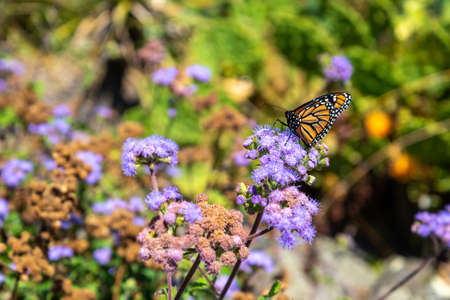 Colorful flowers and butterfly at the botanic garden of Auckland in New Zealandの写真素材