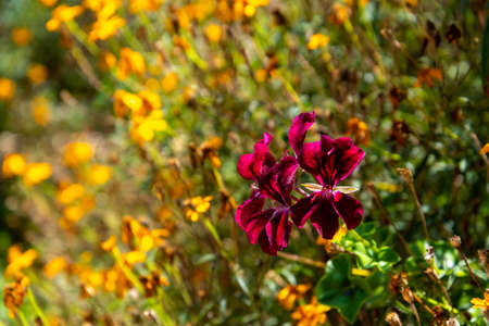 Colorful flowers at the botanic garden of Auckland in New Zealandの写真素材