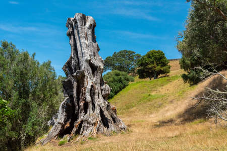 Old tree trunk in the One Tree Hill park of Auckland, New Zealandの写真素材