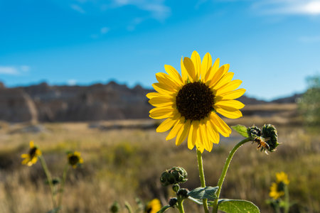 A wild sunflower growing in the Badlands National Park, USAの写真素材