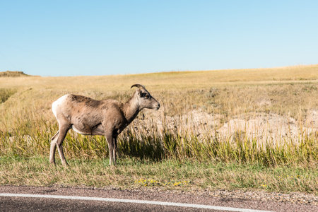 A wild Bighorn sheep in the Badlands National Park, USAの写真素材