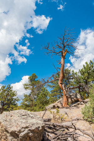 Old dead tree on a rocky soil in Rocky Mountain National Park, United Statesの写真素材