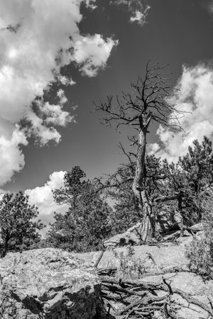 Old dead tree on a rocky soil in Rocky Mountain National Park, United Statesの写真素材