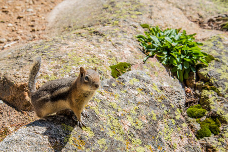 A little chipmunk posing nosy in the Rocky Mountains National Park, USAの写真素材
