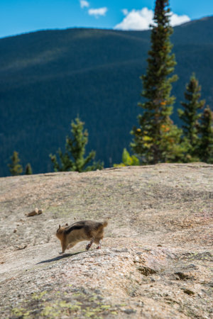 A little chipmunk posing nosy in the Rocky Mountains National Park, USAの写真素材