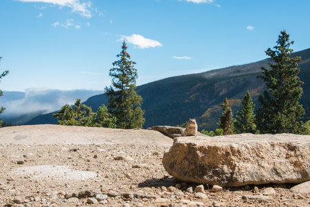 A little chipmunk posing nosy in the Rocky Mountains National Park, USAの写真素材