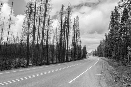 Highway leading through a burned forest in the Yellowstone National Park, USAの写真素材
