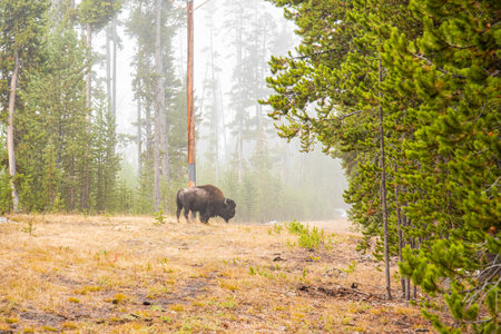 A buffalo staying lonely in the forest of Yellowstone National Park, USAの写真素材