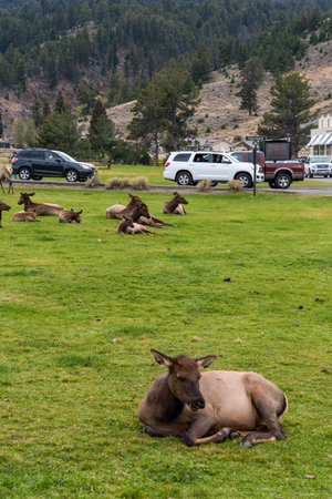 A deer herd resting in Mammoth Hot Springs of Yellowstone National Park, USAの写真素材