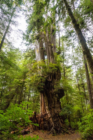 Big Cedar Tree Kalaloch in Olympic National Park, USA
