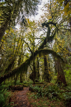 Scenic rainforest in the Olympic National Park in Washington state, USAの写真素材
