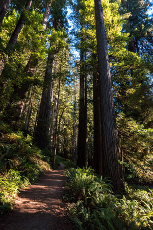 Hiking in between giant Sequoia trees in Redwood National Park, USAの写真素材